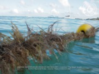 Sea Solutions provides safety and education for regarding Aruba's coastline environment, image # 5, The News Aruba