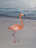 Greg and Anna return to Renaissance Island to be married in the place where they fell in love, image # 14, The News Aruba