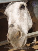 Happy Birthday to Aruba's donkeys!, image # 10, The News Aruba