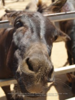 Happy Birthday to Aruba's donkeys!, image # 11, The News Aruba