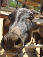 Happy Birthday to Aruba's donkeys!, image # 12, The News Aruba