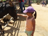 Happy Birthday to Aruba's donkeys!, image # 14, The News Aruba