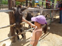 Happy Birthday to Aruba's donkeys!, image # 16, The News Aruba