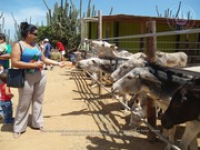 Happy Birthday to Aruba's donkeys!, image # 17, The News Aruba
