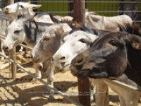 Happy Birthday to Aruba's donkeys!, image # 18, The News Aruba