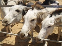 Happy Birthday to Aruba's donkeys!, image # 19, The News Aruba