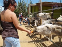 Happy Birthday to Aruba's donkeys!, image # 20, The News Aruba