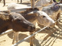 Happy Birthday to Aruba's donkeys!, image # 21, The News Aruba
