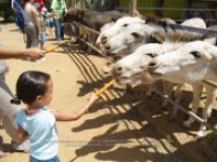 Happy Birthday to Aruba's donkeys!, image # 23, The News Aruba