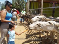 Happy Birthday to Aruba's donkeys!, image # 24, The News Aruba