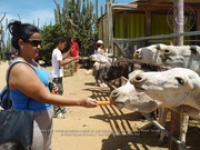 Happy Birthday to Aruba's donkeys!, image # 25, The News Aruba