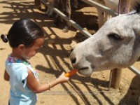 Happy Birthday to Aruba's donkeys!, image # 29, The News Aruba