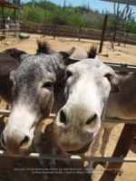 Happy Birthday to Aruba's donkeys!, image # 30, The News Aruba