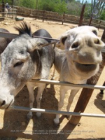 Happy Birthday to Aruba's donkeys!, image # 31, The News Aruba