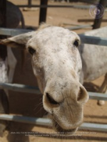 Happy Birthday to Aruba's donkeys!, image # 32, The News Aruba
