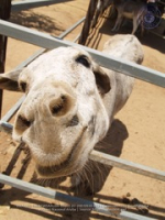 Happy Birthday to Aruba's donkeys!, image # 33, The News Aruba