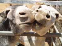 Happy Birthday to Aruba's donkeys!, image # 37, The News Aruba