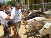 Happy Birthday to Aruba's donkeys!, image # 50, The News Aruba