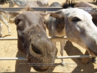 Happy Birthday to Aruba's donkeys!, image # 51, The News Aruba