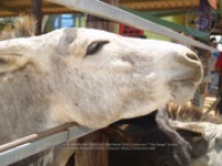 Happy Birthday to Aruba's donkeys!, image # 53, The News Aruba