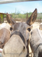 Happy Birthday to Aruba's donkeys!, image # 56, The News Aruba