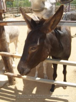 Happy Birthday to Aruba's donkeys!, image # 57, The News Aruba