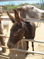 Happy Birthday to Aruba's donkeys!, image # 58, The News Aruba