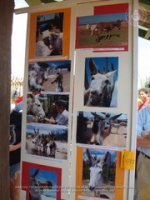 Happy Birthday to Aruba's donkeys!, image # 62, The News Aruba