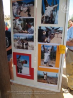 Happy Birthday to Aruba's donkeys!, image # 63, The News Aruba