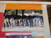 Happy Birthday to Aruba's donkeys!, image # 64, The News Aruba