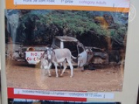 Happy Birthday to Aruba's donkeys!, image # 65, The News Aruba