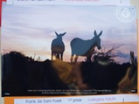 Happy Birthday to Aruba's donkeys!, image # 67, The News Aruba