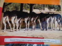 Happy Birthday to Aruba's donkeys!, image # 69, The News Aruba