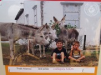 Happy Birthday to Aruba's donkeys!, image # 70, The News Aruba