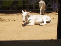 Happy Birthday to Aruba's donkeys!, image # 71, The News Aruba