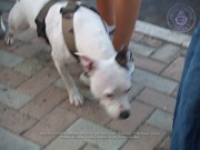 On Sunday, hundreds didn't walk their dogs, but walked for the dogs!, image # 8, The News Aruba