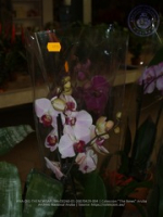 Aruba's Orchid Society gave the gift of beauty for the holiday weekend, image # 4, The News Aruba