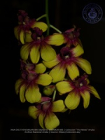Aruba's Orchid Society gave the gift of beauty for the holiday weekend, image # 5, The News Aruba