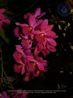 Aruba's Orchid Society gave the gift of beauty for the holiday weekend, image # 7, The News Aruba