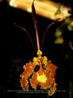Aruba's Orchid Society gave the gift of beauty for the holiday weekend, image # 8, The News Aruba