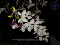 Aruba's Orchid Society gave the gift of beauty for the holiday weekend, image # 9, The News Aruba