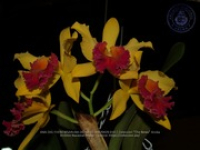 Aruba's Orchid Society gave the gift of beauty for the holiday weekend, image # 10, The News Aruba