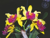 Aruba's Orchid Society gave the gift of beauty for the holiday weekend, image # 11, The News Aruba