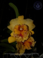 Aruba's Orchid Society gave the gift of beauty for the holiday weekend, image # 12, The News Aruba