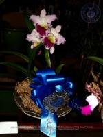 Aruba's Orchid Society gave the gift of beauty for the holiday weekend, image # 13, The News Aruba
