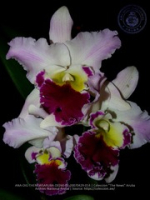 Aruba's Orchid Society gave the gift of beauty for the holiday weekend, image # 14, The News Aruba