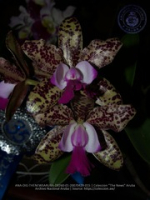 Aruba's Orchid Society gave the gift of beauty for the holiday weekend, image # 15, The News Aruba