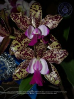 Aruba's Orchid Society gave the gift of beauty for the holiday weekend, image # 16, The News Aruba