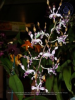 Aruba's Orchid Society gave the gift of beauty for the holiday weekend, image # 17, The News Aruba