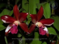 Aruba's Orchid Society gave the gift of beauty for the holiday weekend, image # 18, The News Aruba